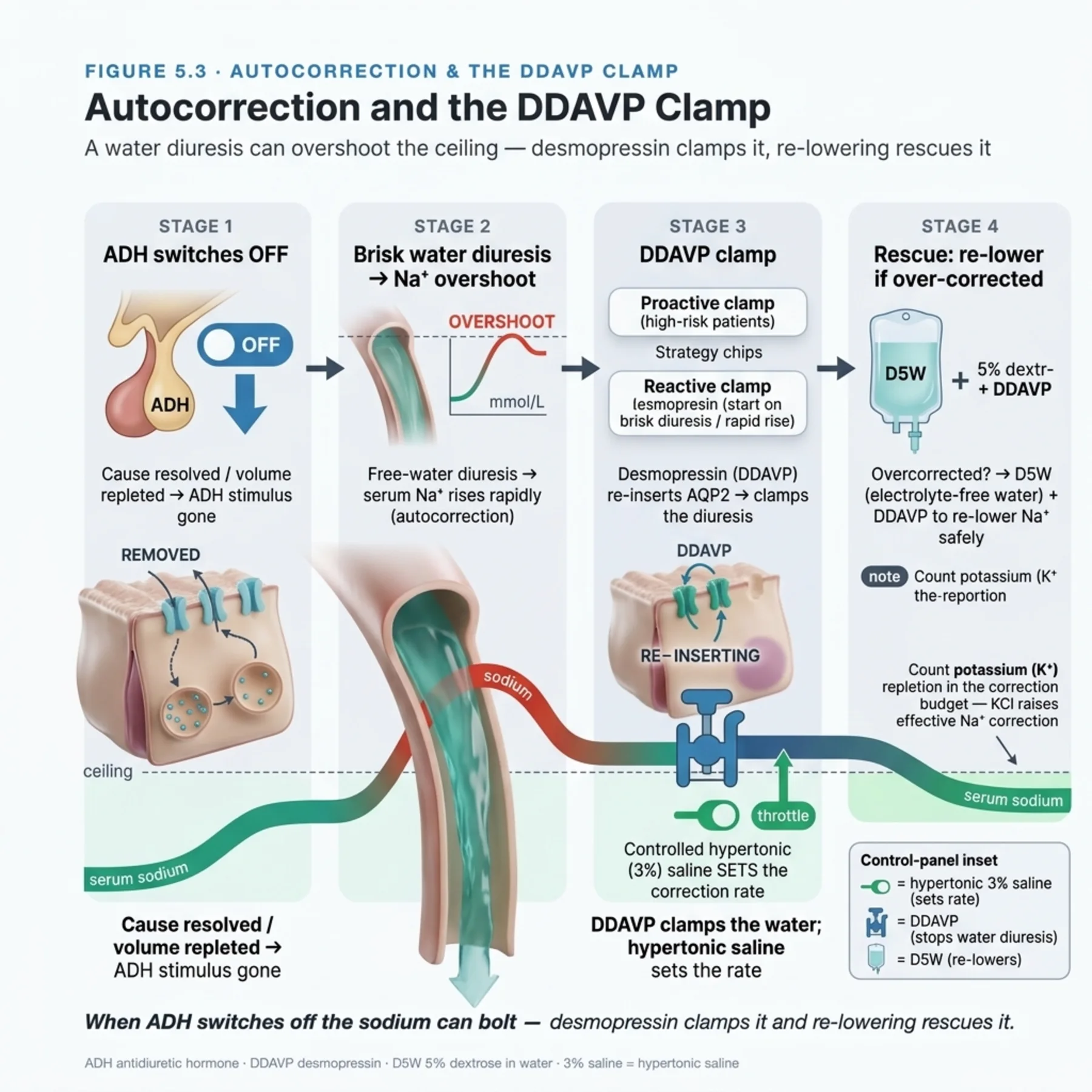 Figure 5.3 - Autocorrection and the DDAVP Clamp