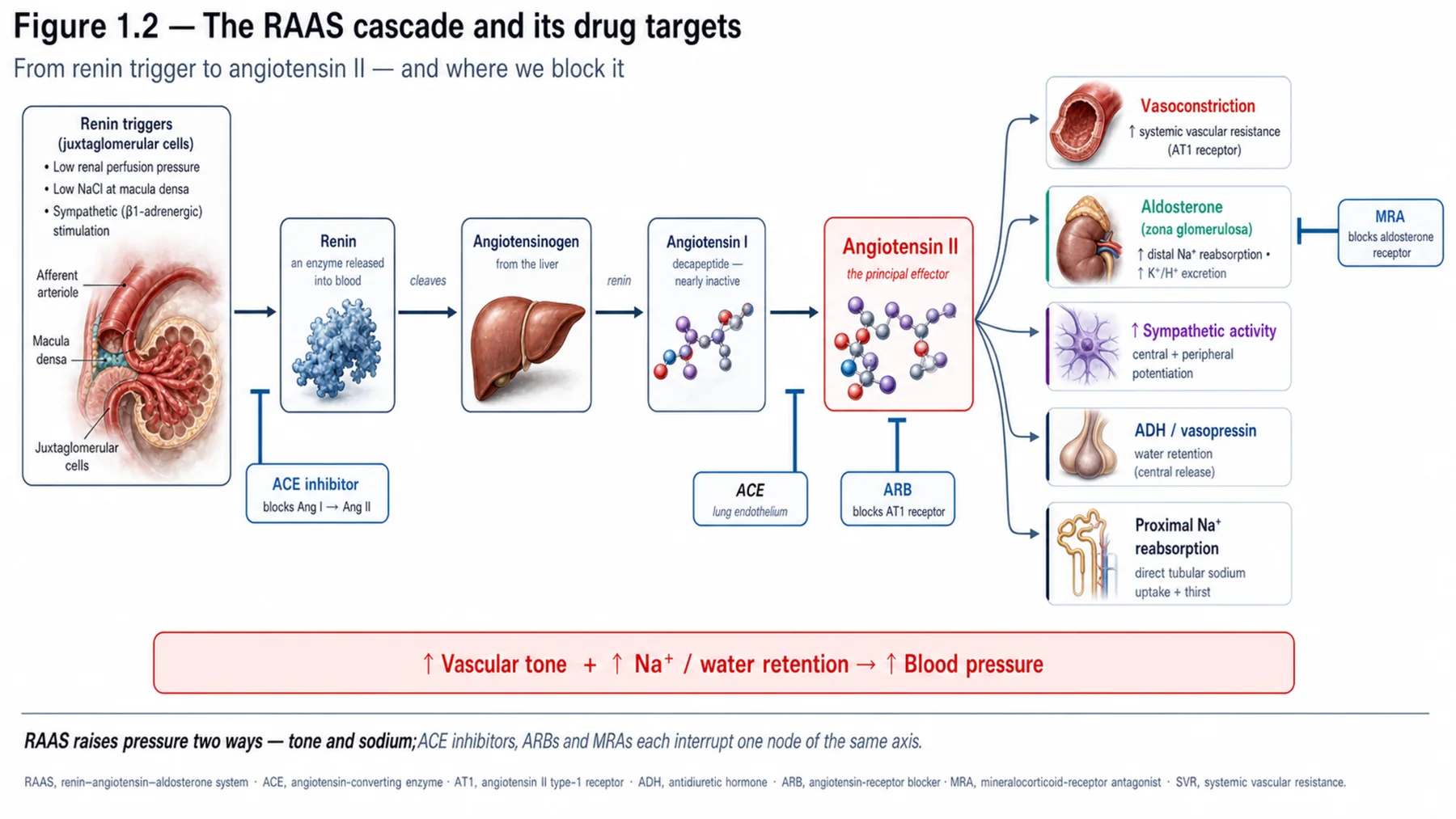 Figure 1.2 - The RAAS cascade and its drug targets