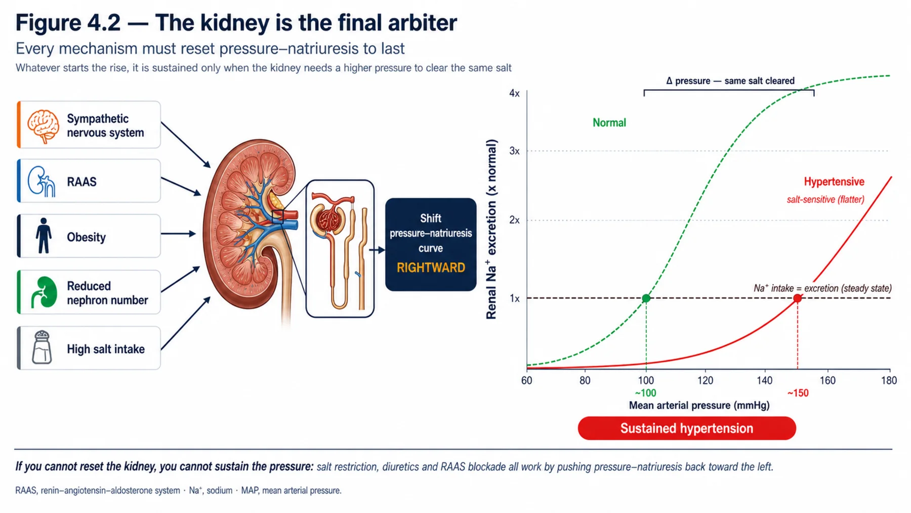 Figure 4.2 - The kidney is the final arbiter