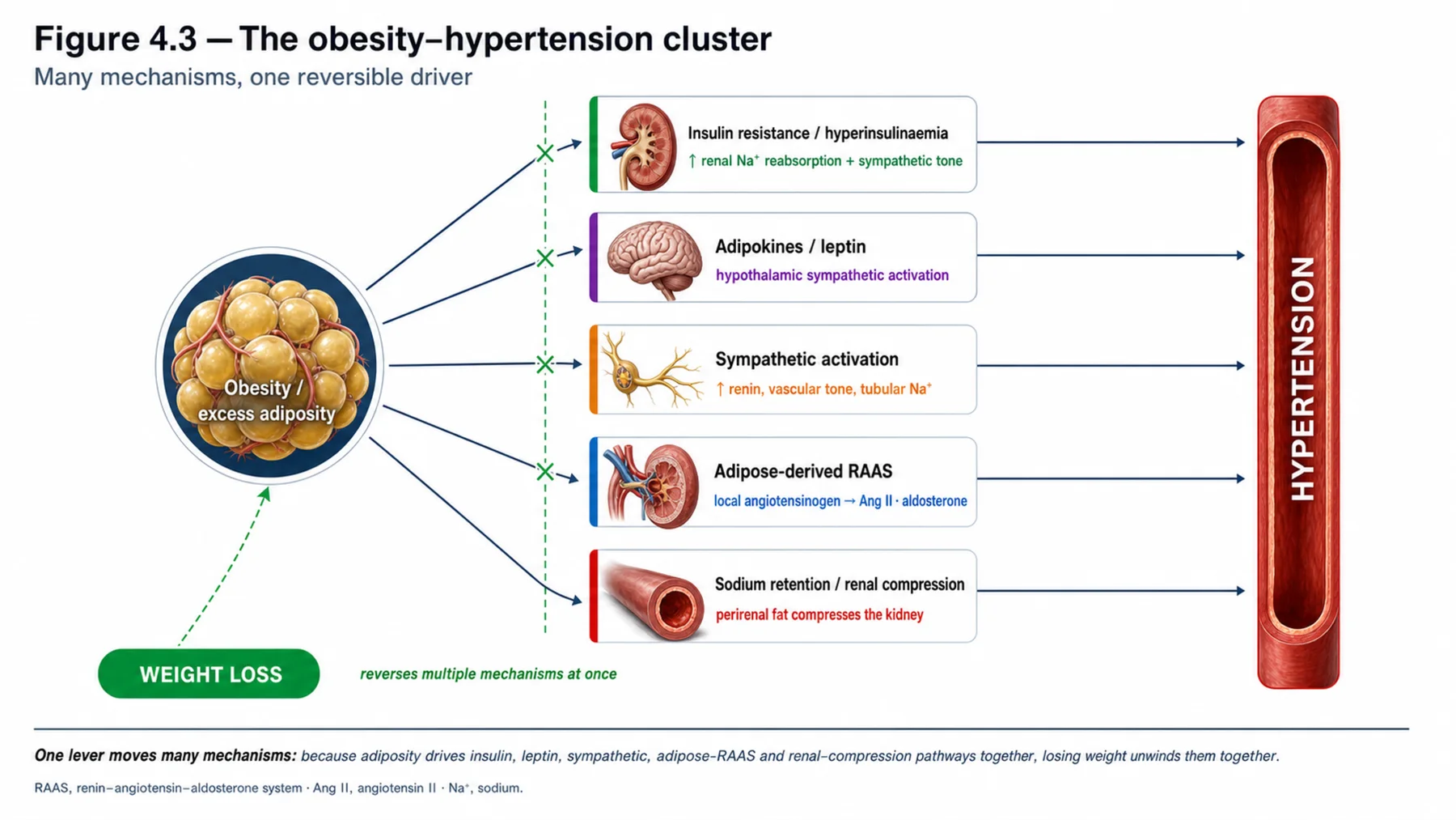 Figure 4.3 - The obesity–hypertension cluster