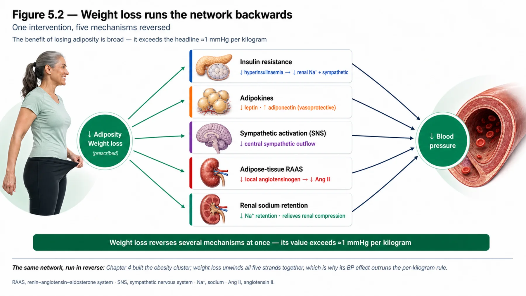 Figure 5.2 - Weight loss runs the network backwards