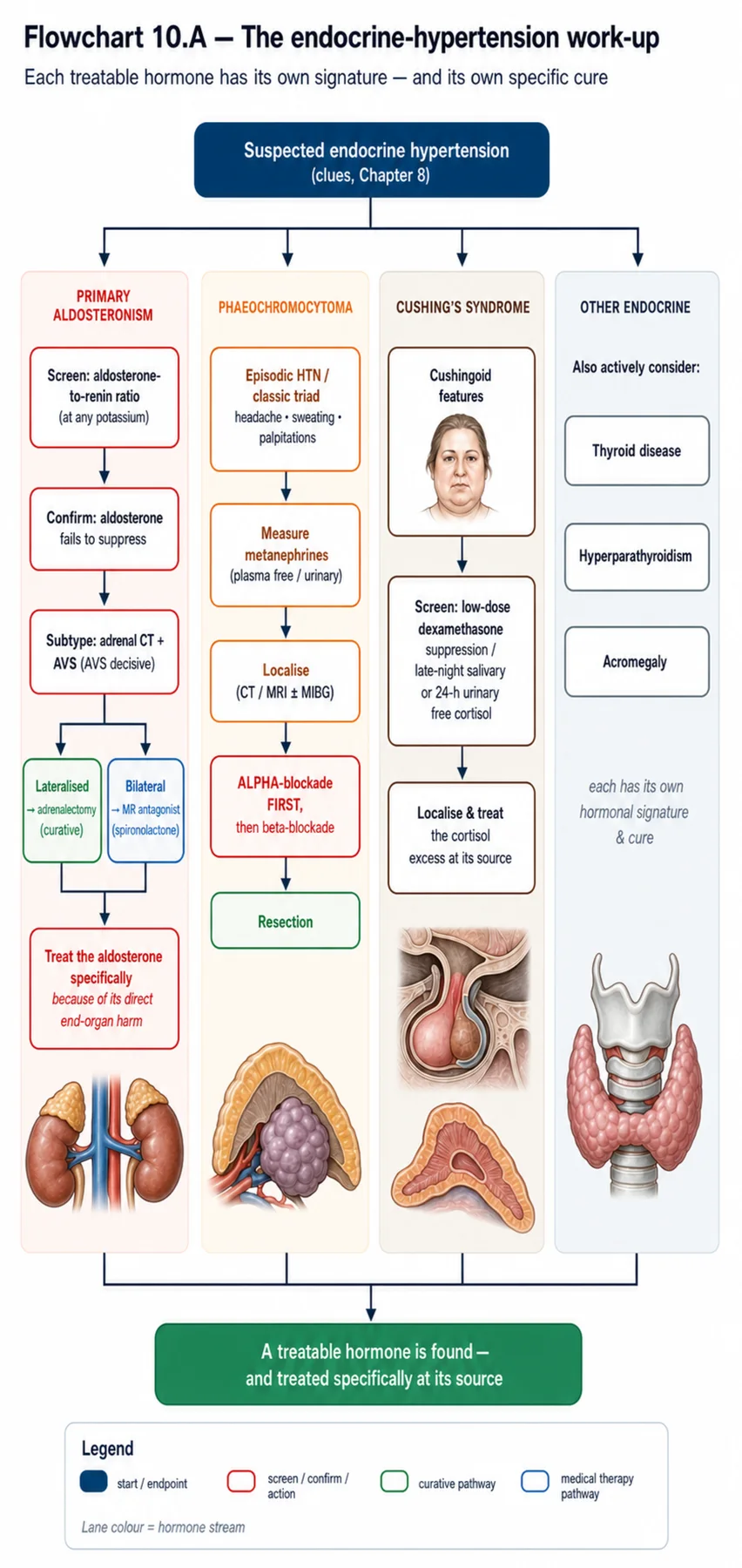 Flowchart 10.A - The endocrine-hypertension work-up