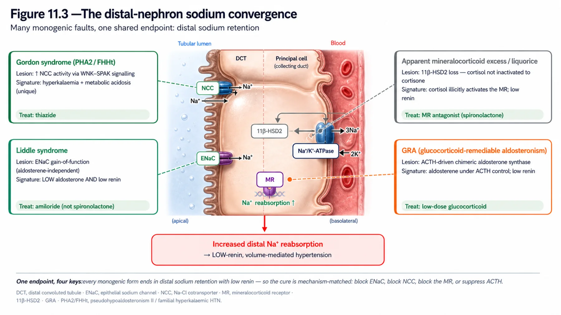 Figure 11.3 - The distal-nephron sodium convergence