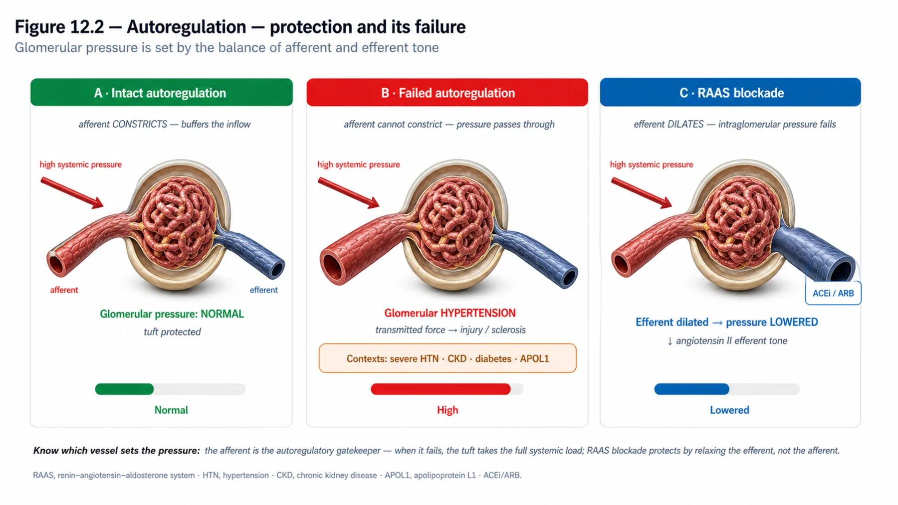 Figure 12.2 - Autoregulation - protection and its failure