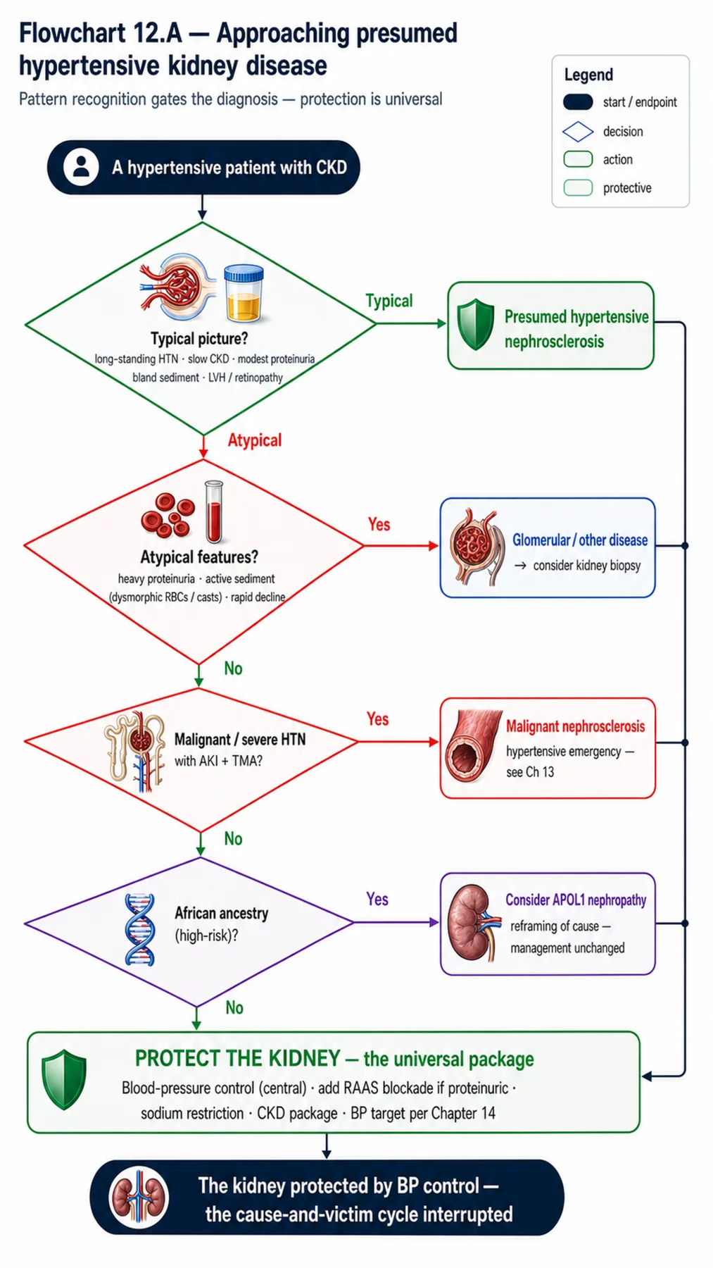 Flowchart 12.A - Approaching presumed hypertensive kidney disease