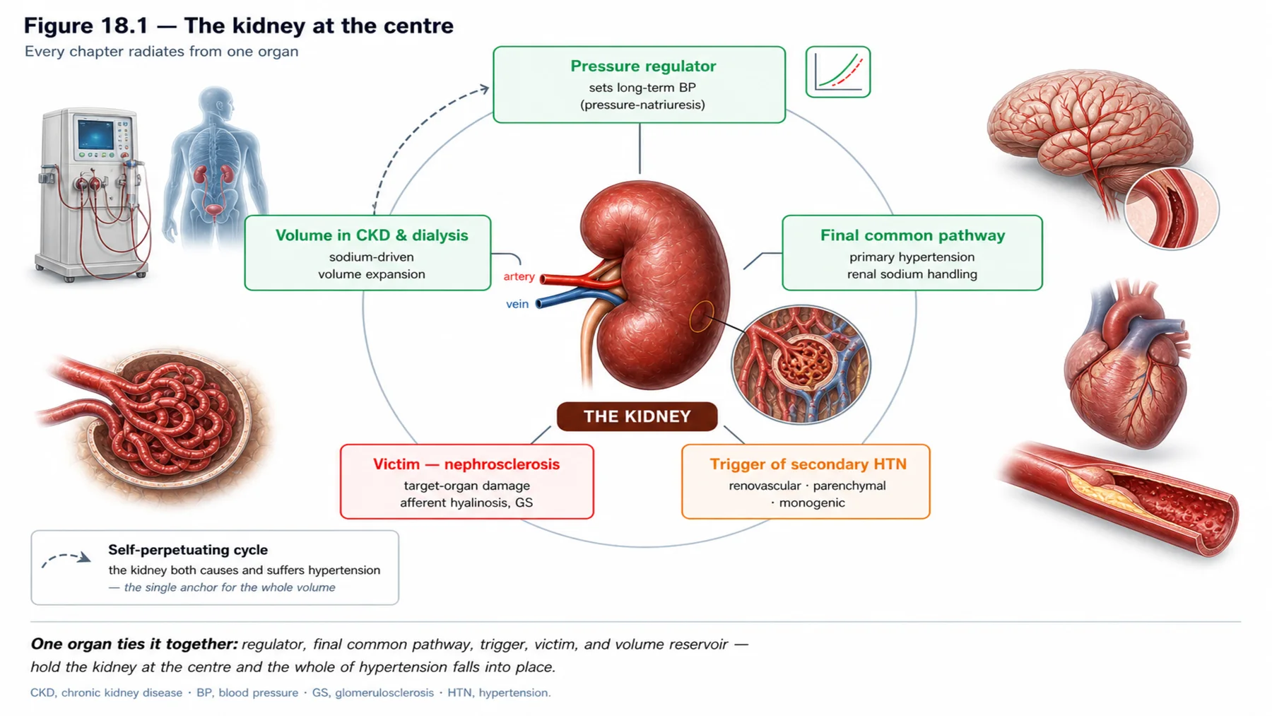 Figure 18.1 - The kidney at the centre