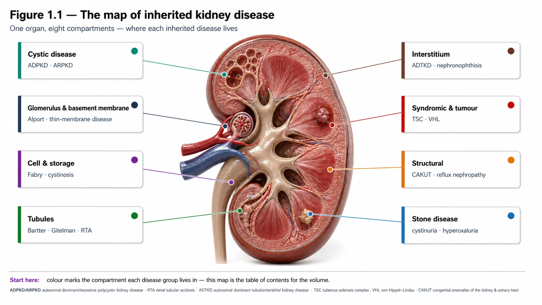 Figure 1.1 - The map of inherited kidney disease