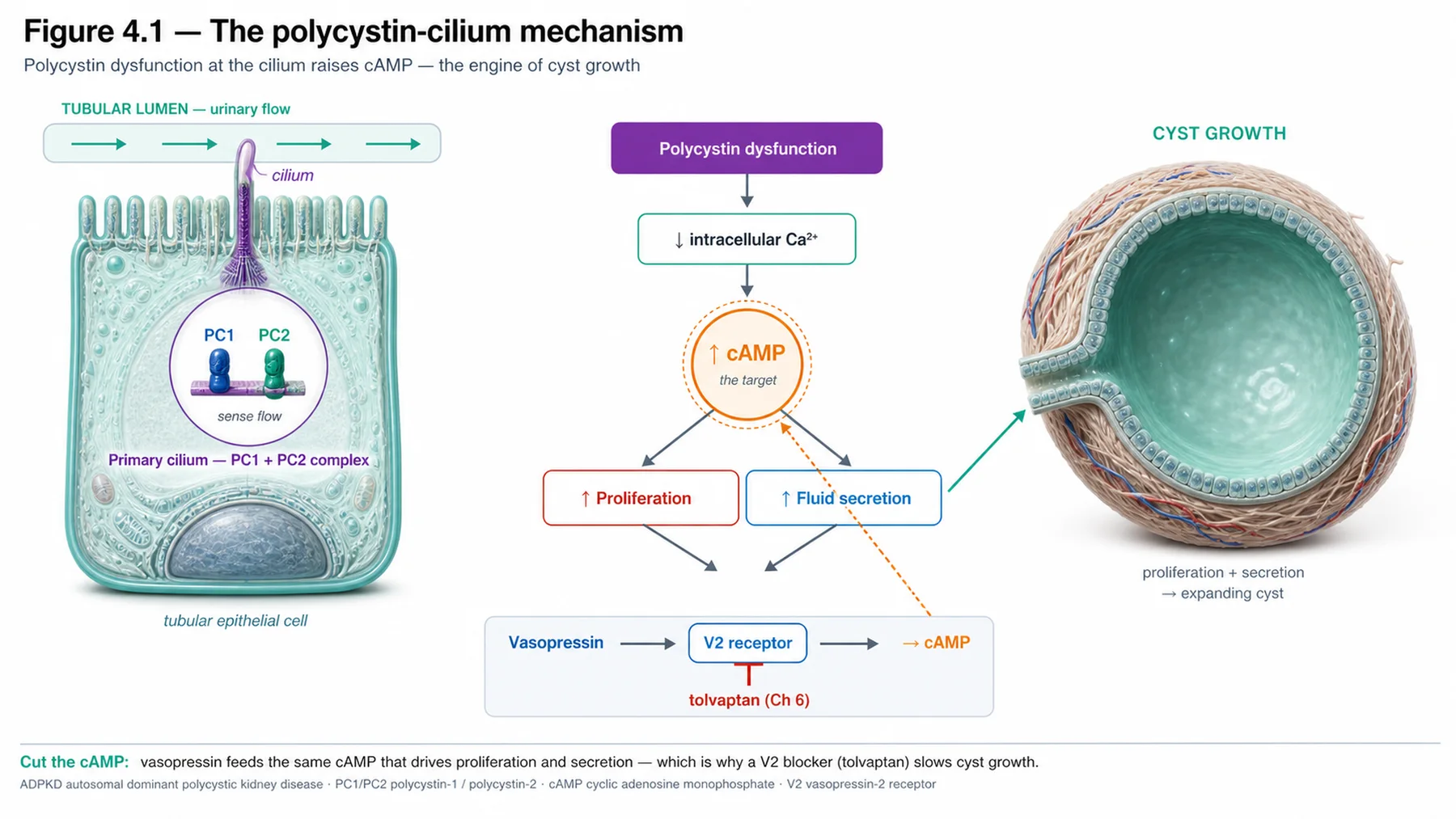 Figure 4.1 - The polycystin-cilium mechanism