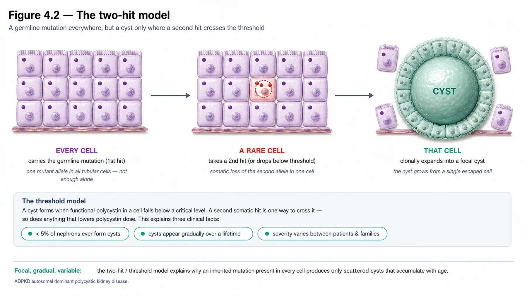 Figure 4.2 - The two-hit model