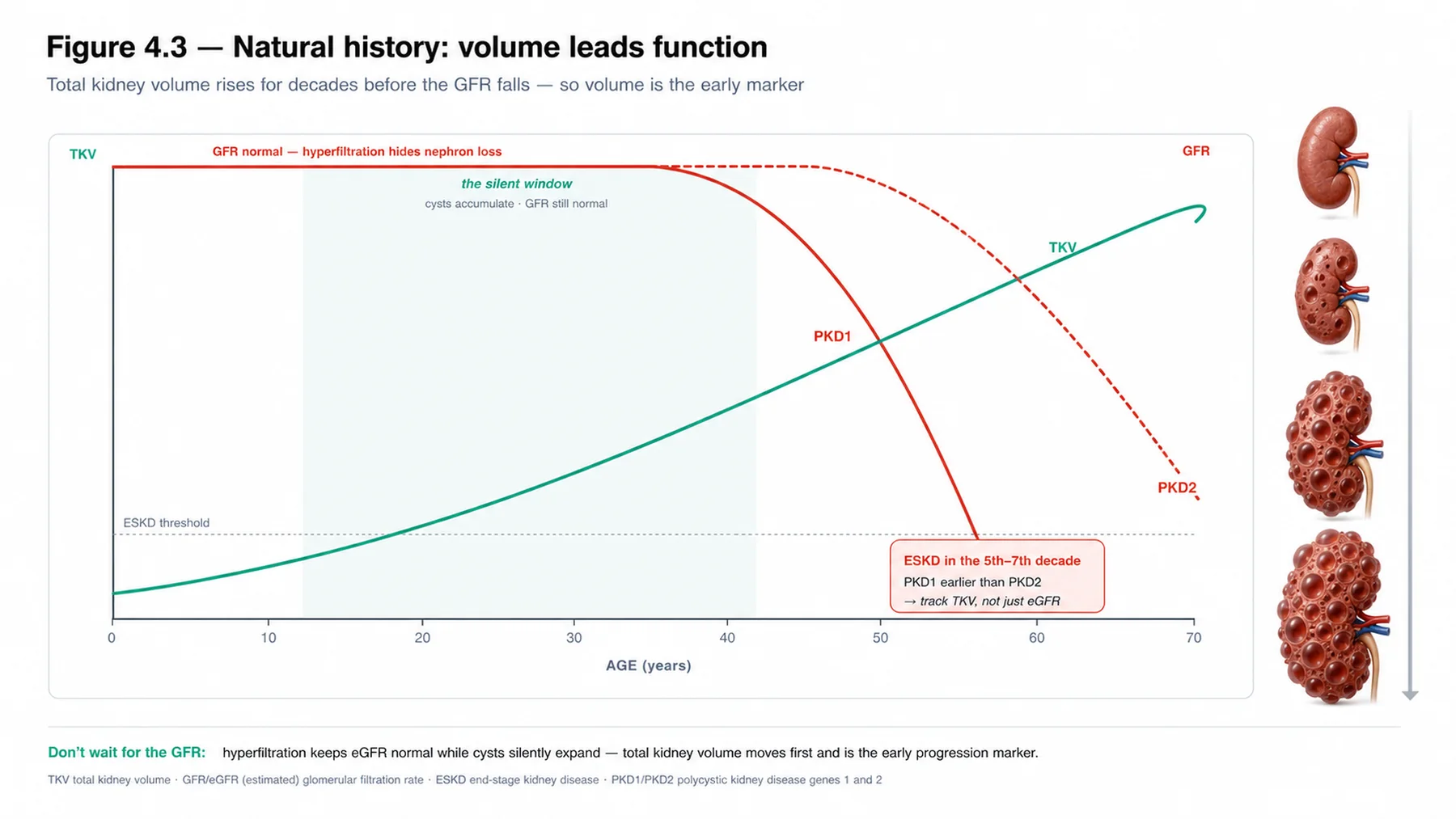Figure 4.3 - Natural history: volume leads function