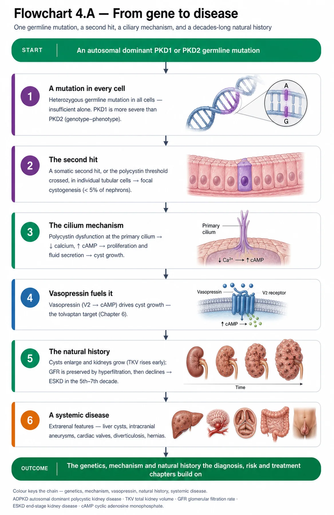 Flowchart 4.A - From gene to disease