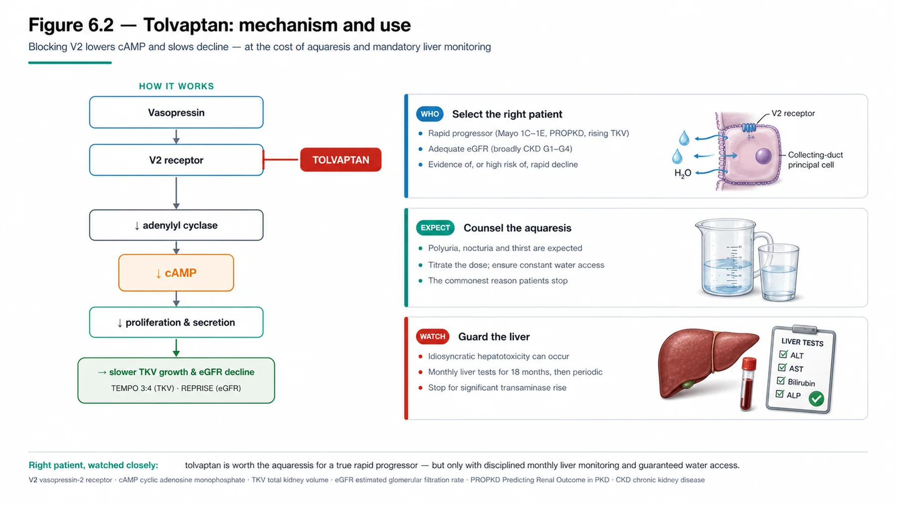 Figure 6.2 - Tolvaptan: mechanism and use