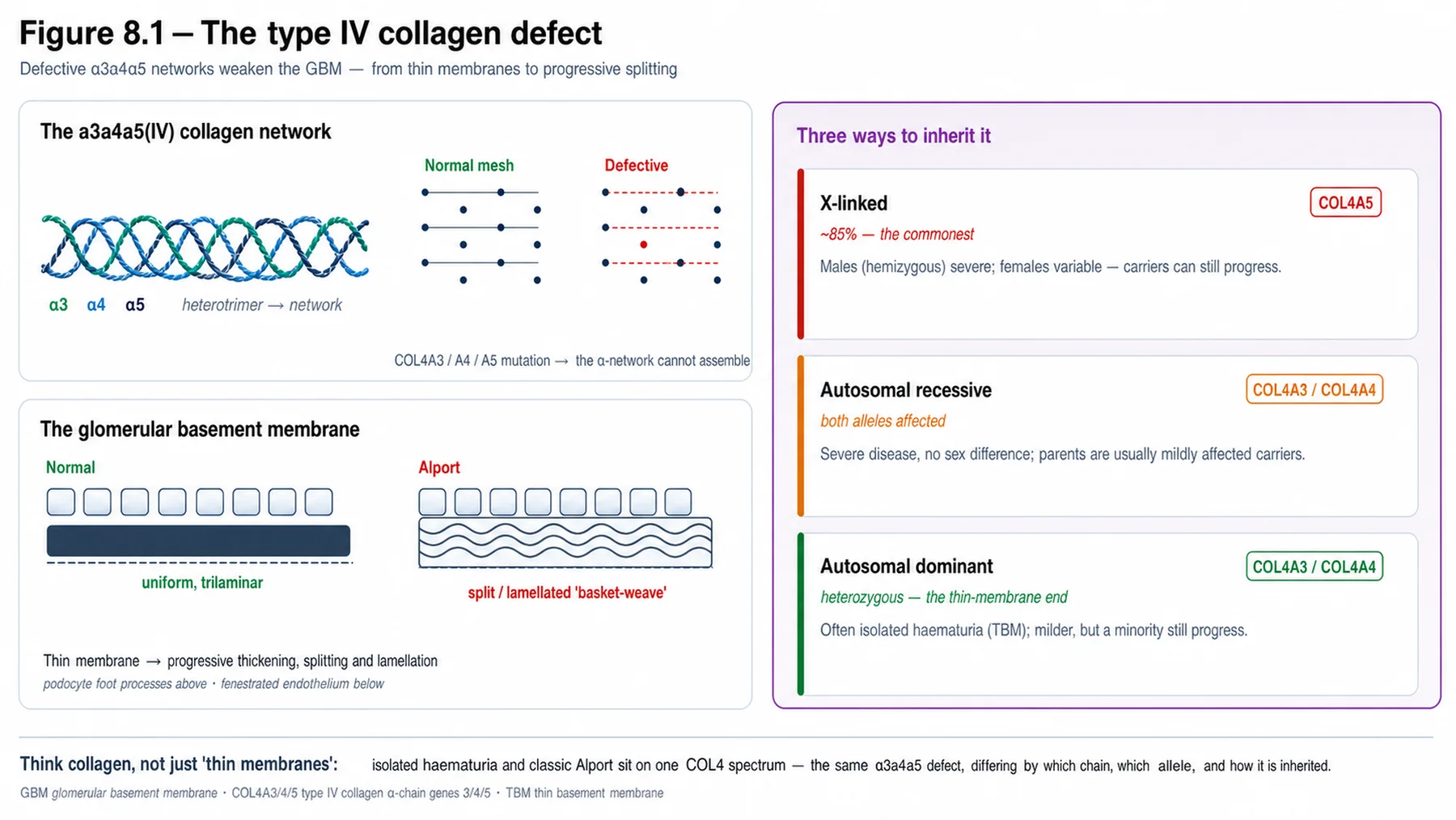 Figure 8.1 - The type IV collagen defect