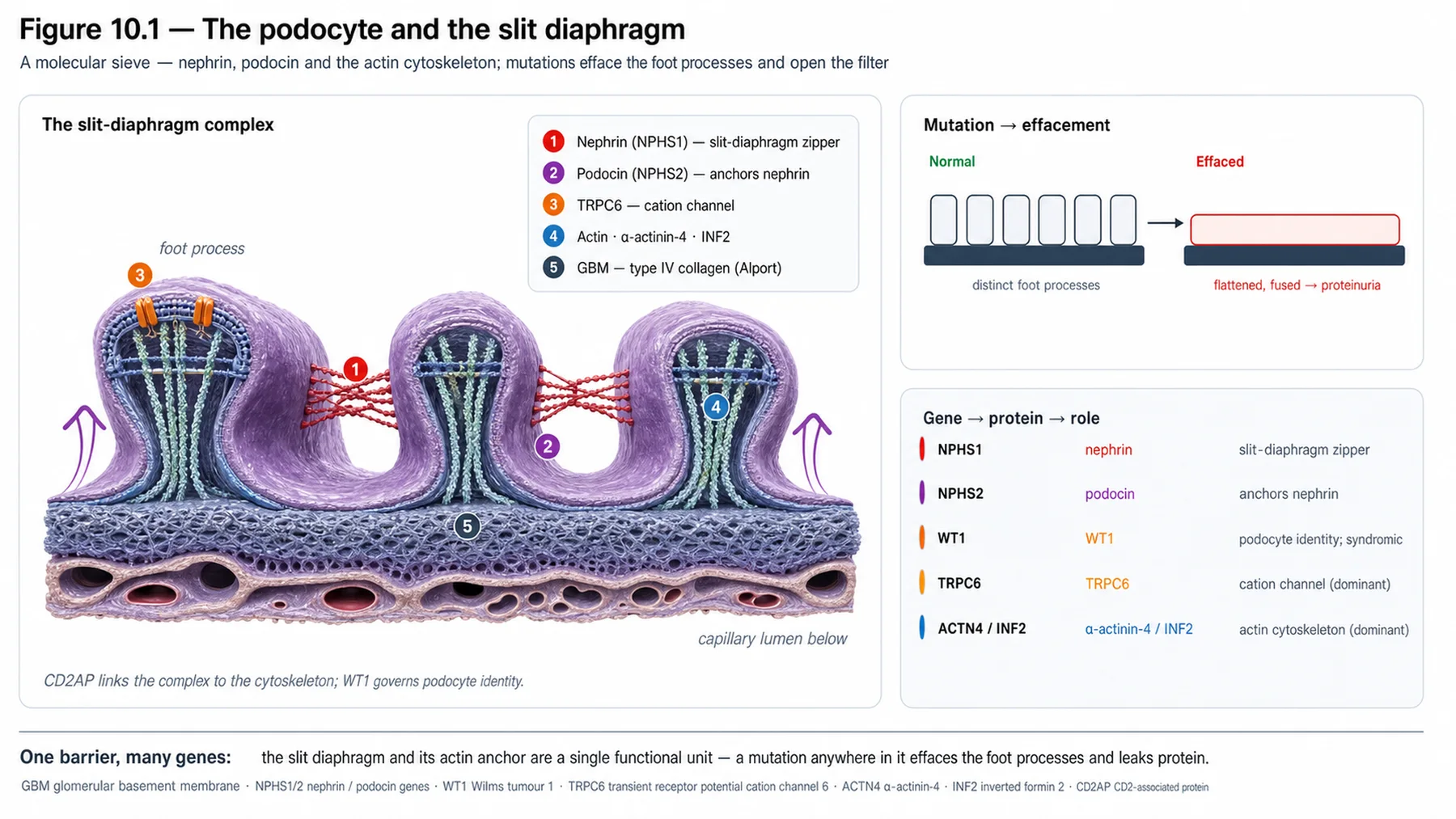 Figure 10.1 - The podocyte and the slit diaphragm