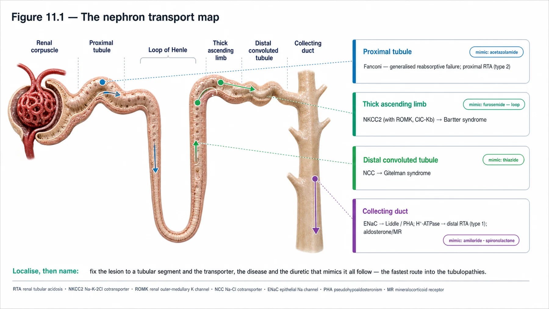 Figure 11.1 - The nephron transport map