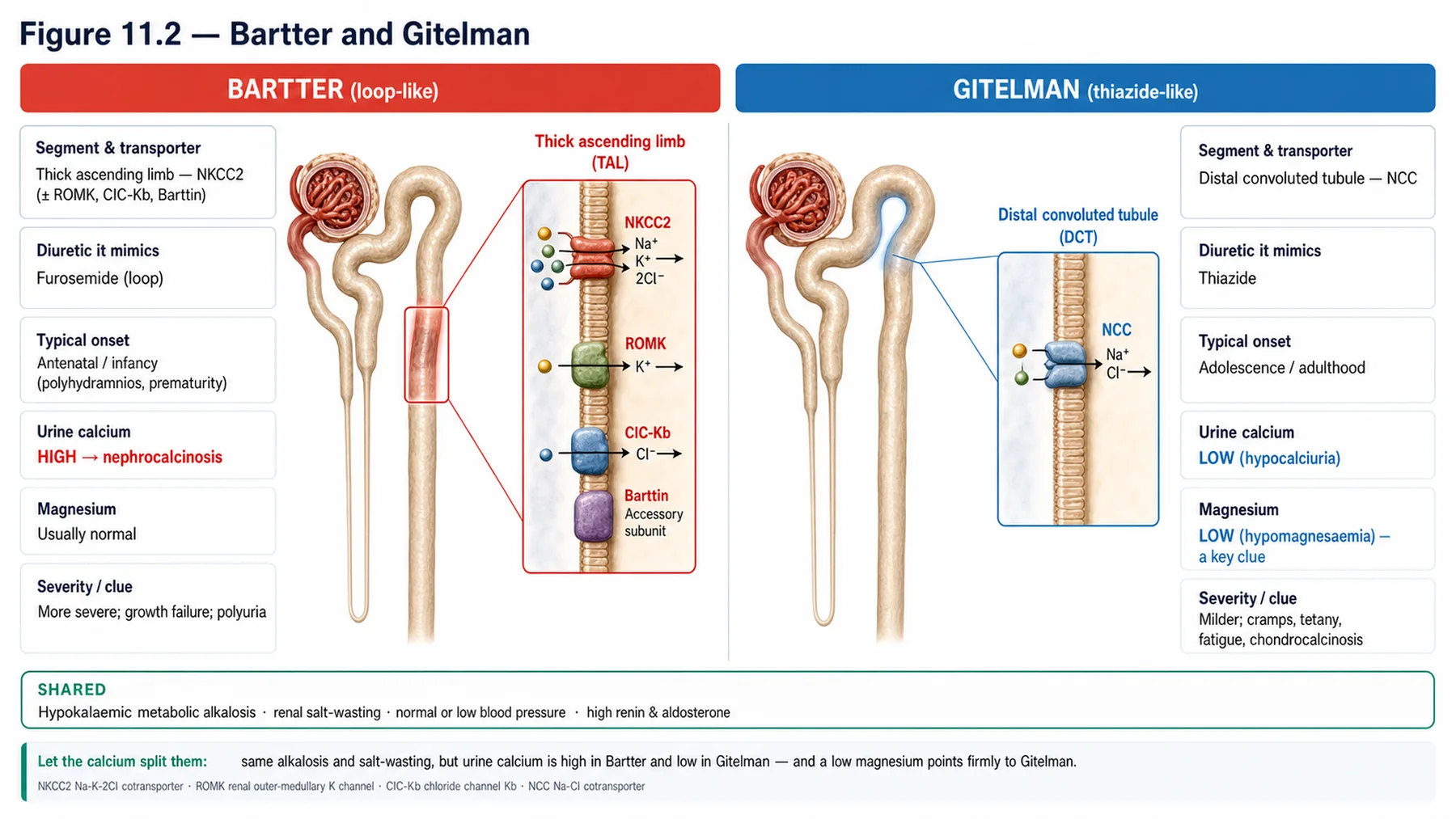Figure 11.2 - Bartter and Gitelman