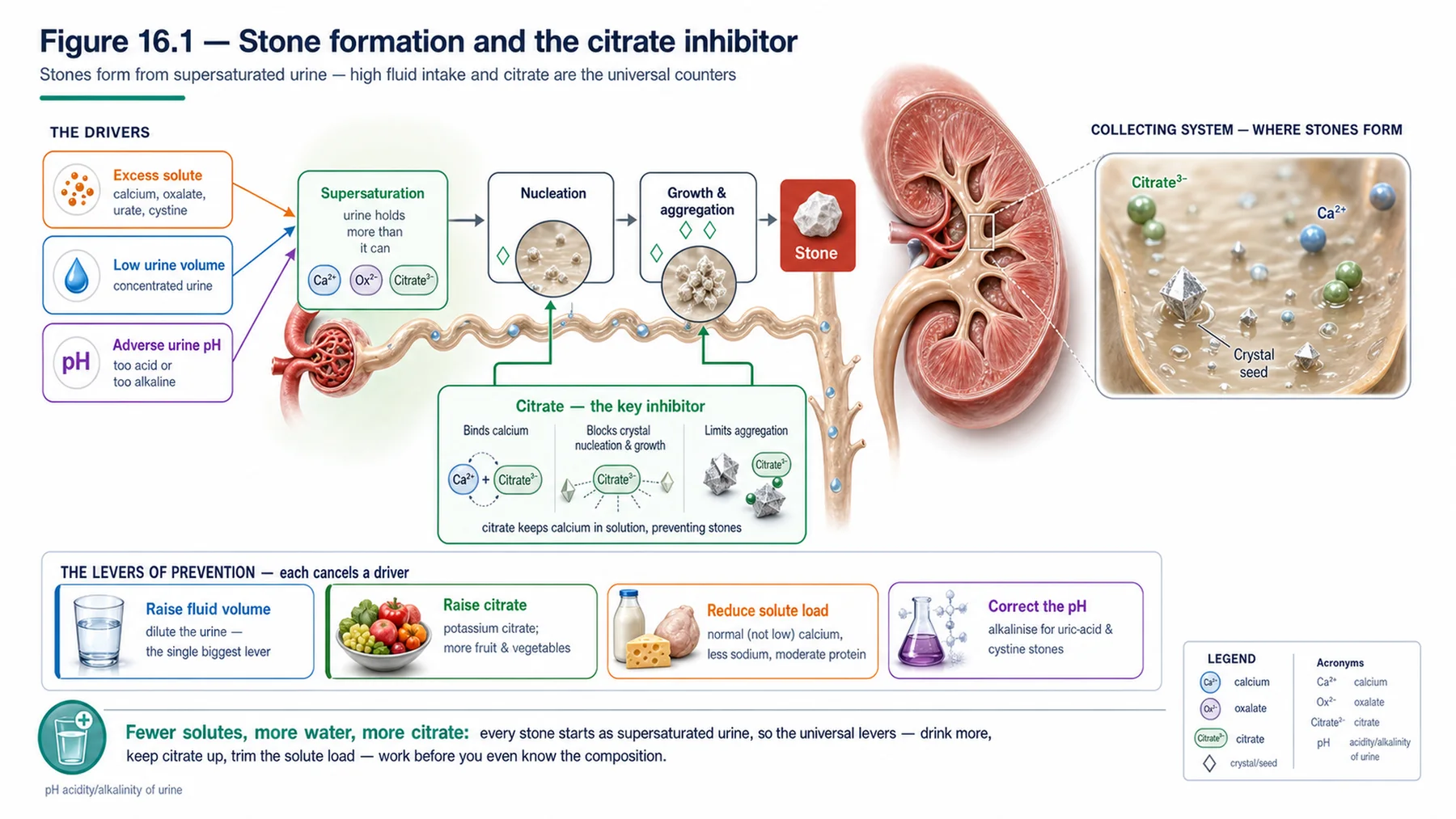 Figure 16.1 - Stone formation and the citrate inhibitor