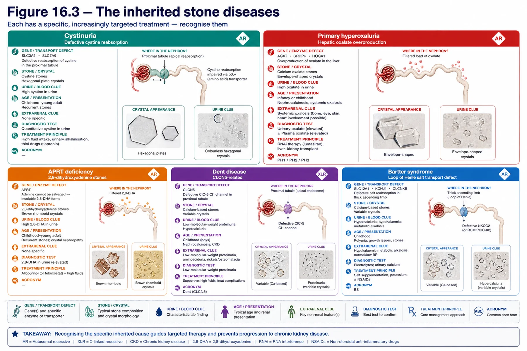 Figure 16.3 - The inherited stone diseases