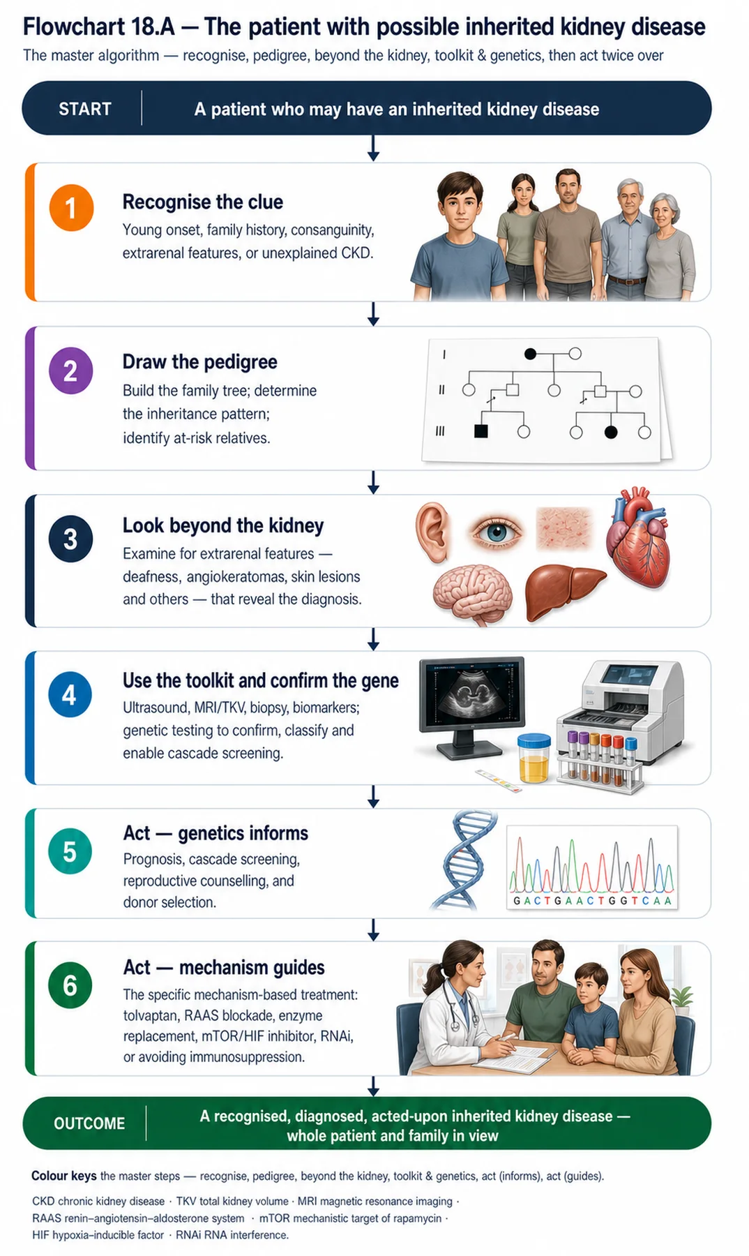 Flowchart 18.A - The patient with possible inherited kidney disease